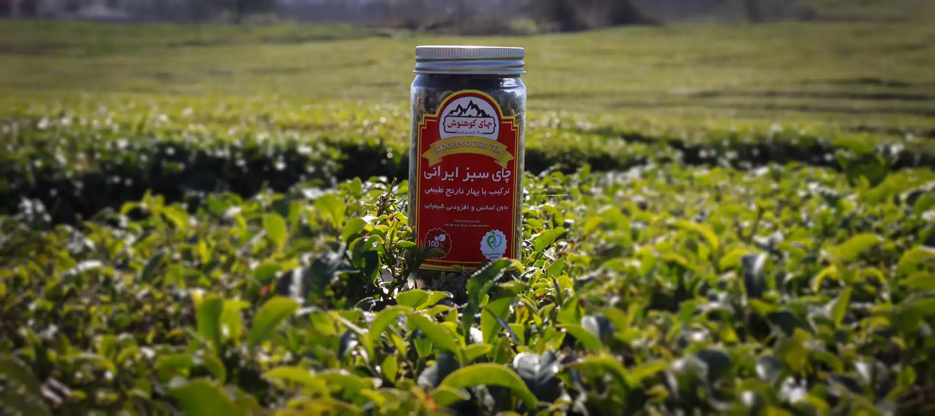 کوهنوش-باغ-چای